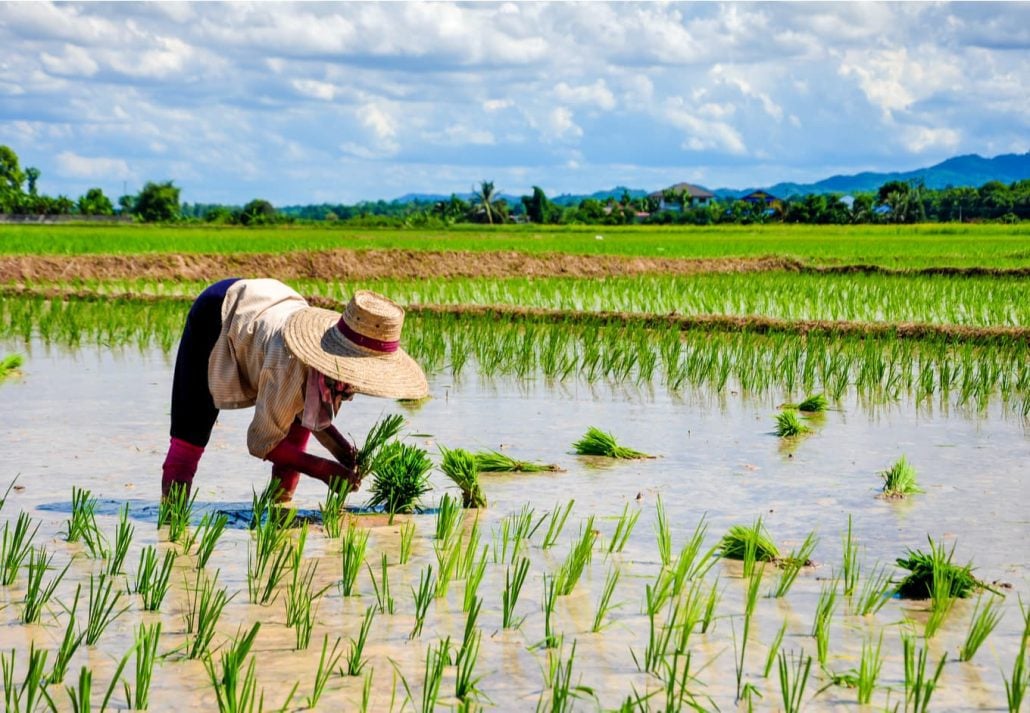 Farmer working in a rice field.