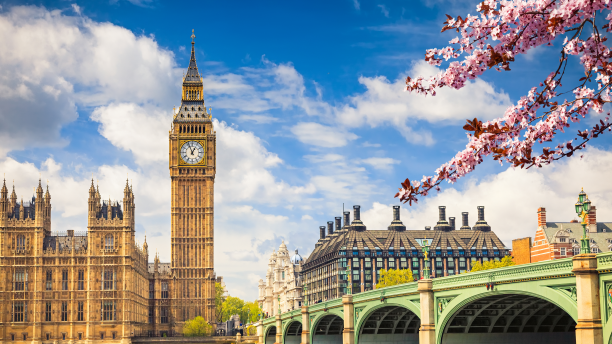 The Big Ben, the Palace of Westminster and cherry blossom branches during spring in London.