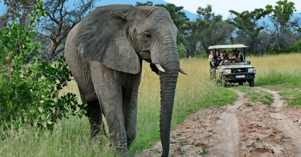 An elephant in front of a safari truck full of people.