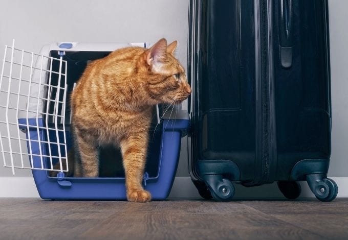 A kitten inside a blue and white pet crate next to a travel suitcase.