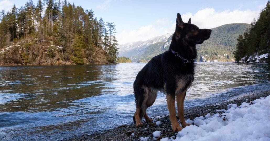 A wet German Shepherd dog standing by a lake at the foothills of the North Shore Mountains, in Vancouver, Canada.