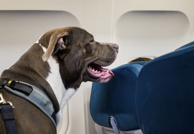 A dog with a leash sitted on an airplane seat.
