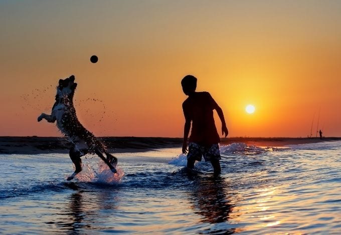 A dog jumping on the sea while playing with a kid during the sunset.
