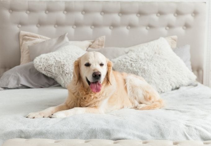A golden retriever sitted on an hotel bed.
