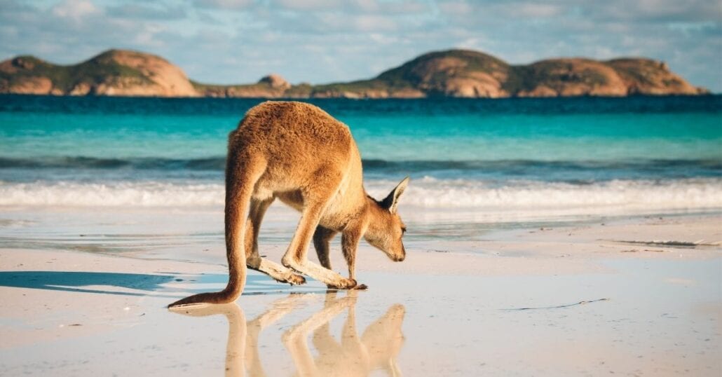 Kangaroo jumping on the white sand of the Lucky Bay Beach, in Australia.