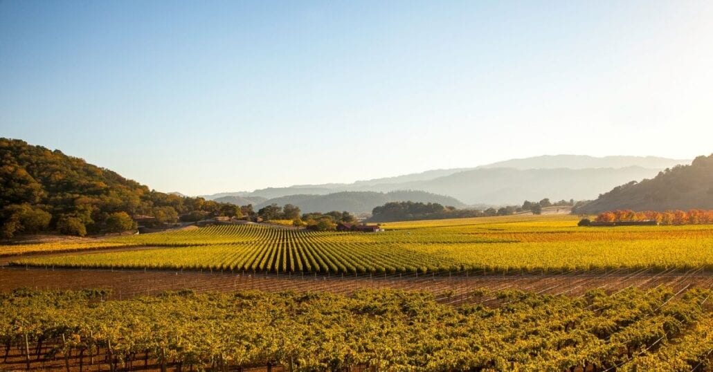 A green-yellow vineyard in Napa Valley.