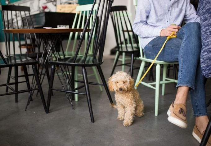 A small dog with a leash near his owner inside a restaurant. 
