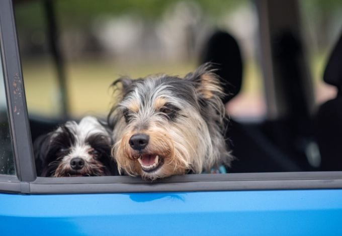 Two small dogs inside a blue car looking over the winder.