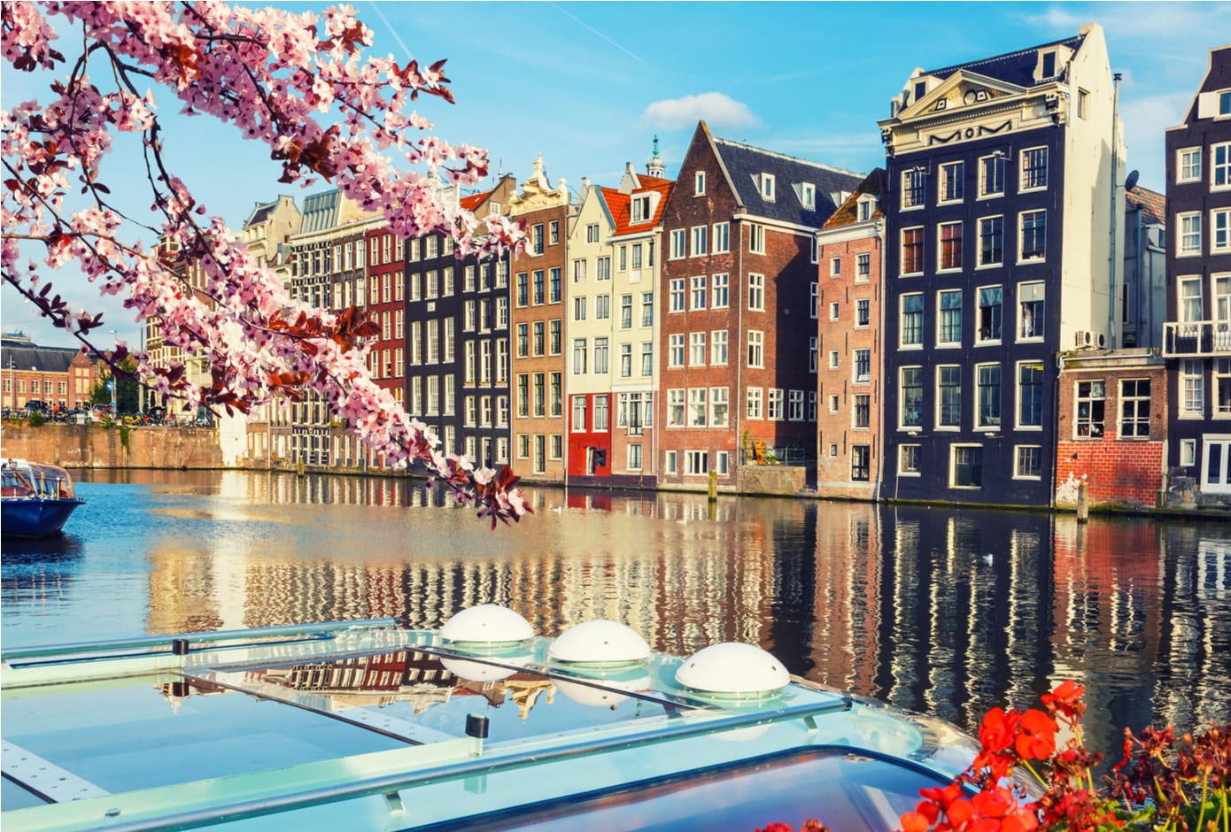 A cherry blossom tree in front of a typical Amsterdam canal lined with houses.