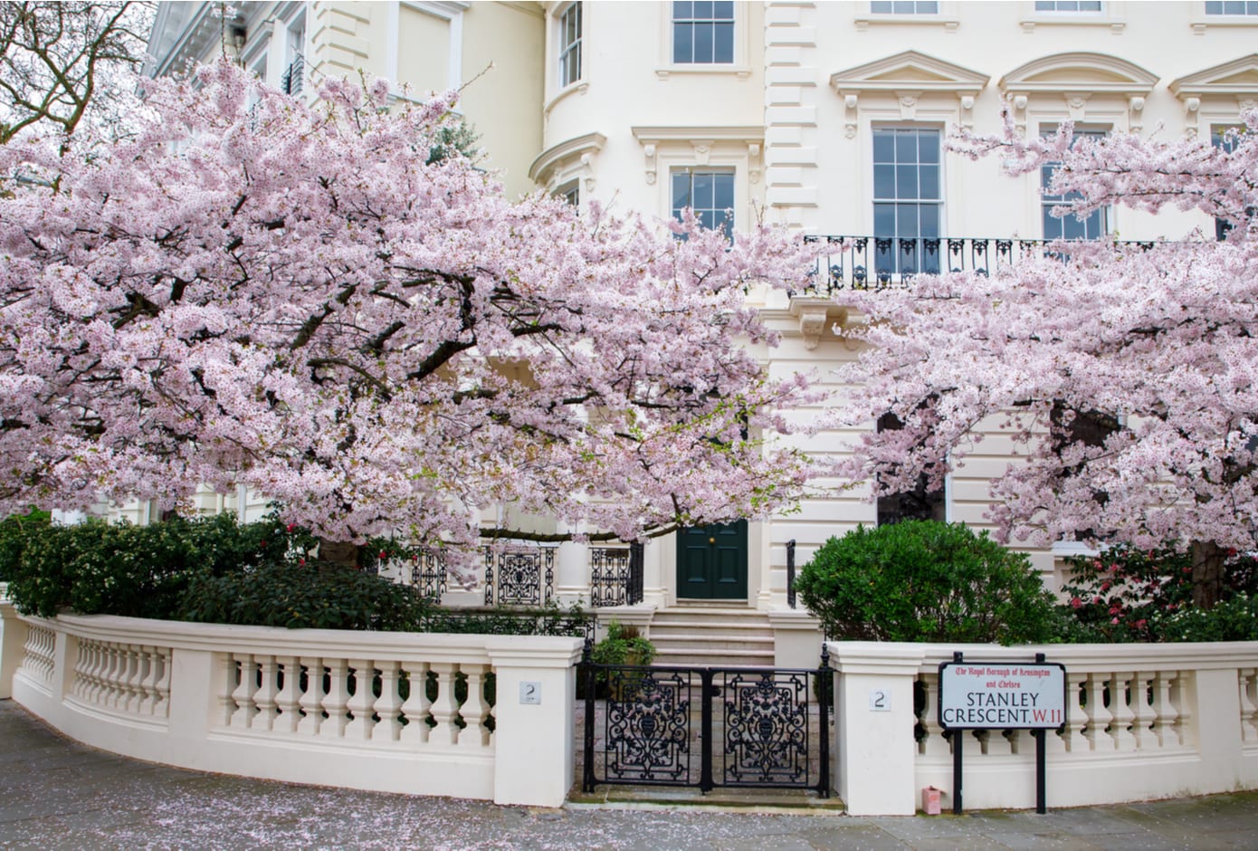Cherry tree blooming outside  building in Central London. 