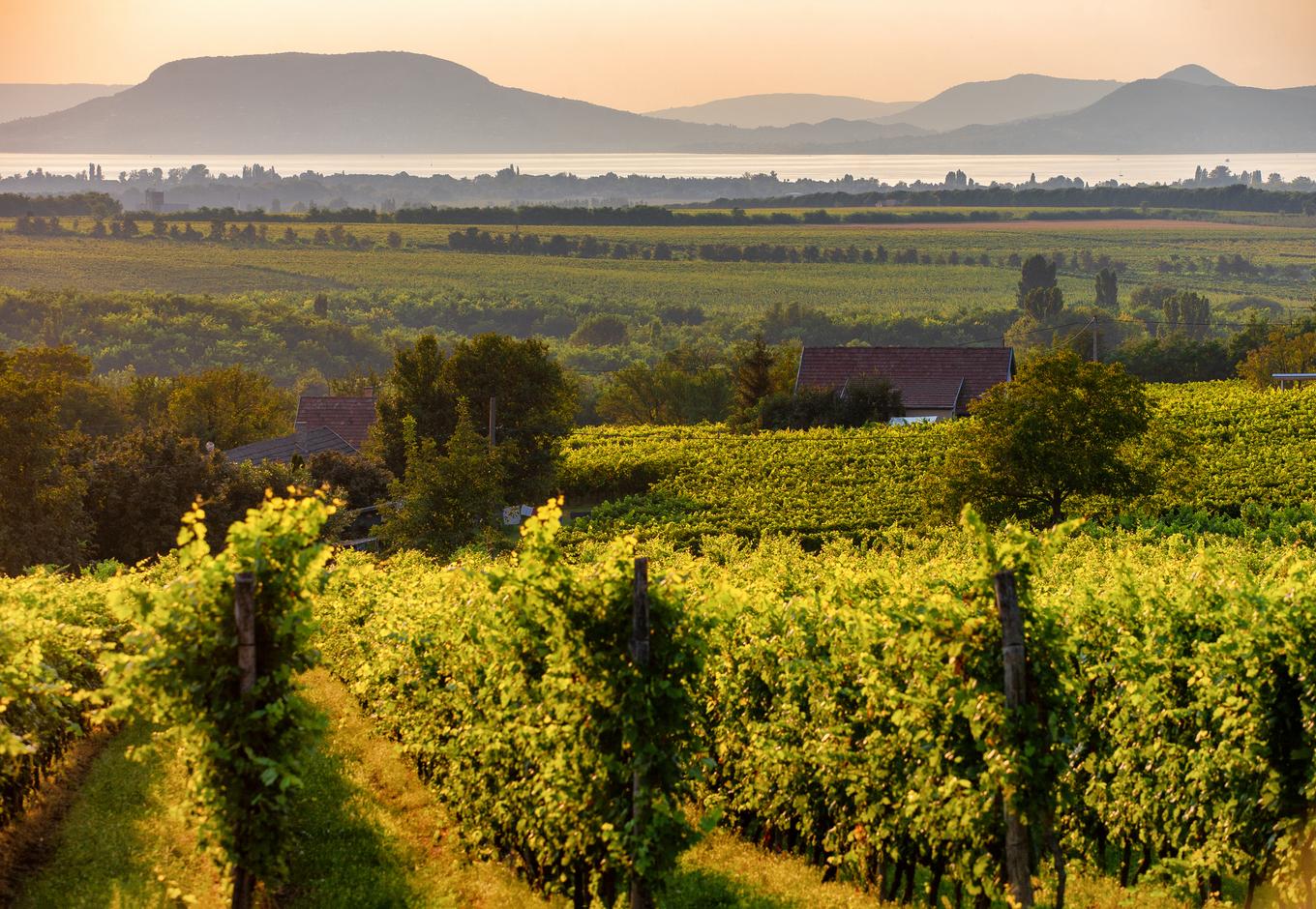 The Badacsony mountain with Lake Balaton and a vineyard, in Hungary