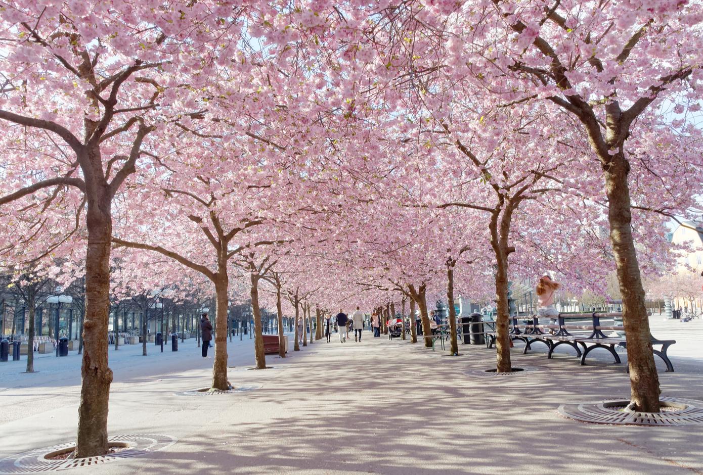 Kungstradgarden with a blooming cherry tree avenue, in Stockholm.
