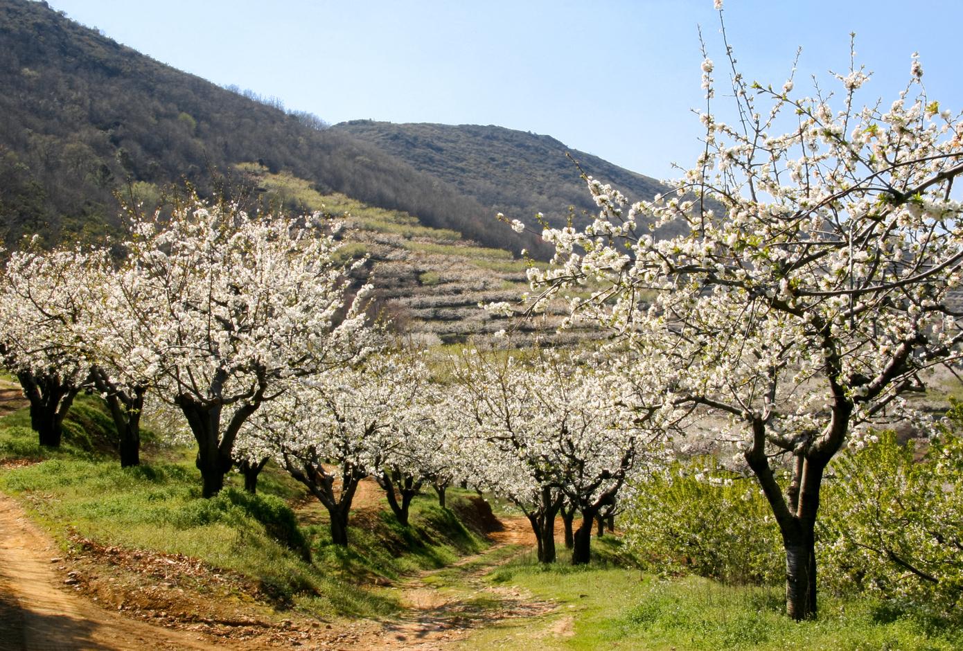 View of cherry blossom between mountains and terraces in Cáceres, Spain