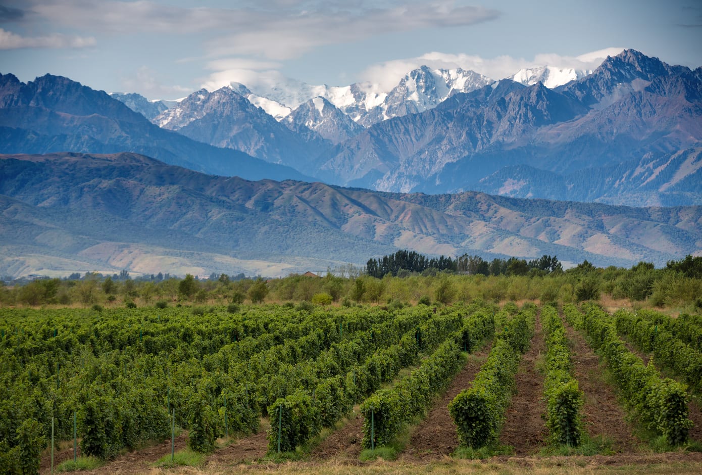 A Vineyard framed by snow-capped mountains in Mendoza, Argentina.