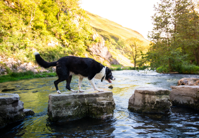 A working Dog, border collie cross Labrador crosses the famous Dovedale Stepping stones on one of the UK's most famous public walking, hiking routes the Derbyshire Peak District National Park