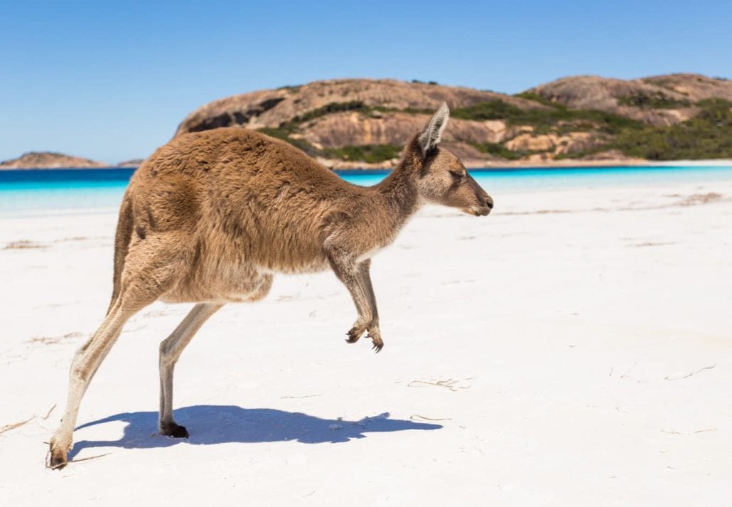Kangaroo jumping on an untouched Australian beach