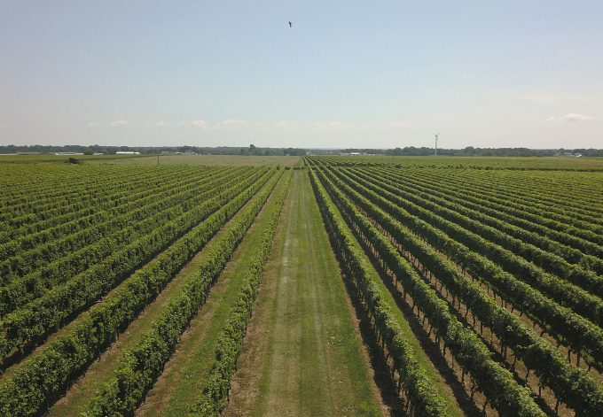 Vineyards on the North Fork of Long Island