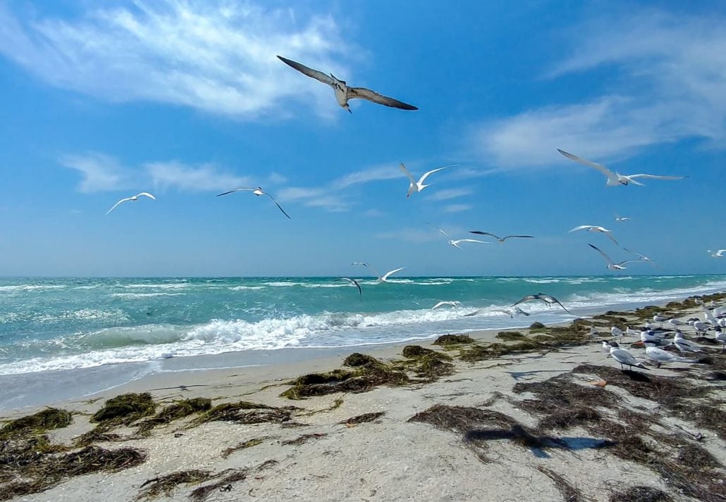 Seagulls flying over the beach in Fort de Soto Park beach, Tampa, Florida, USA