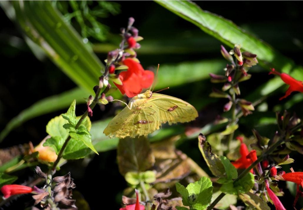 Little yellow butterfly at Harry P Leu Gardens in Orlando, FL