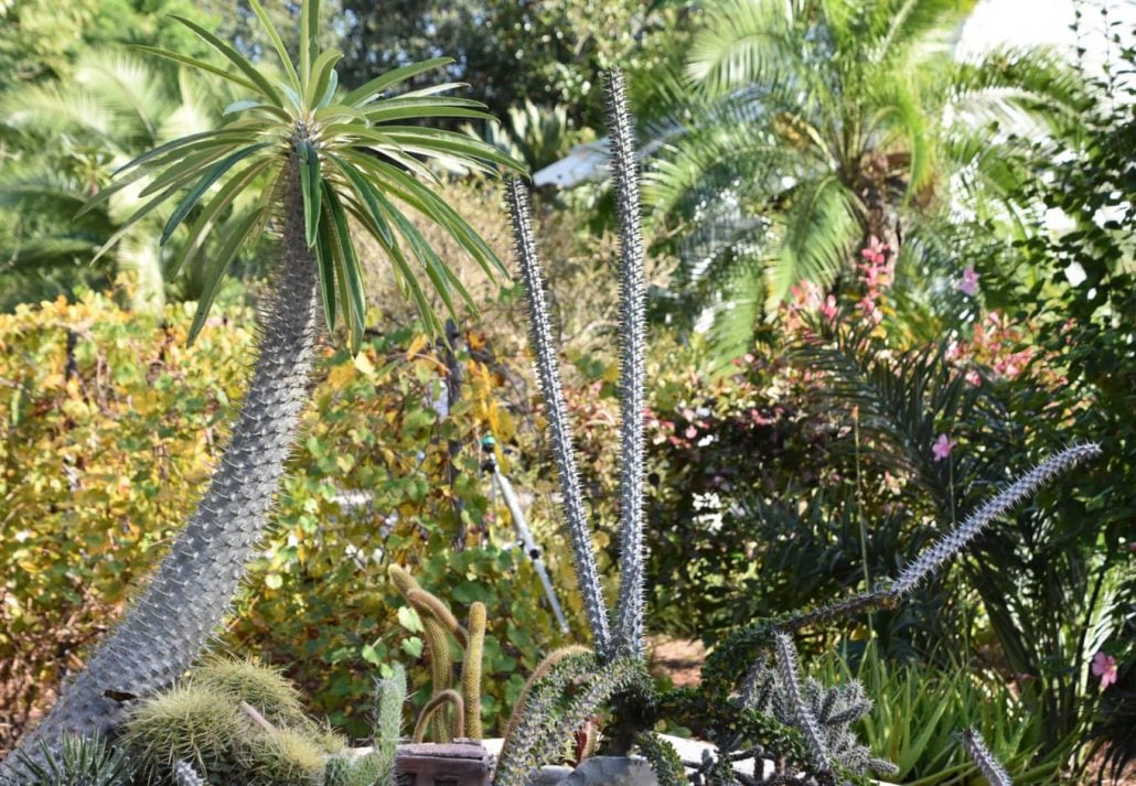 Plant collection at Harry P. Leu Gardens in Orlando, Florida