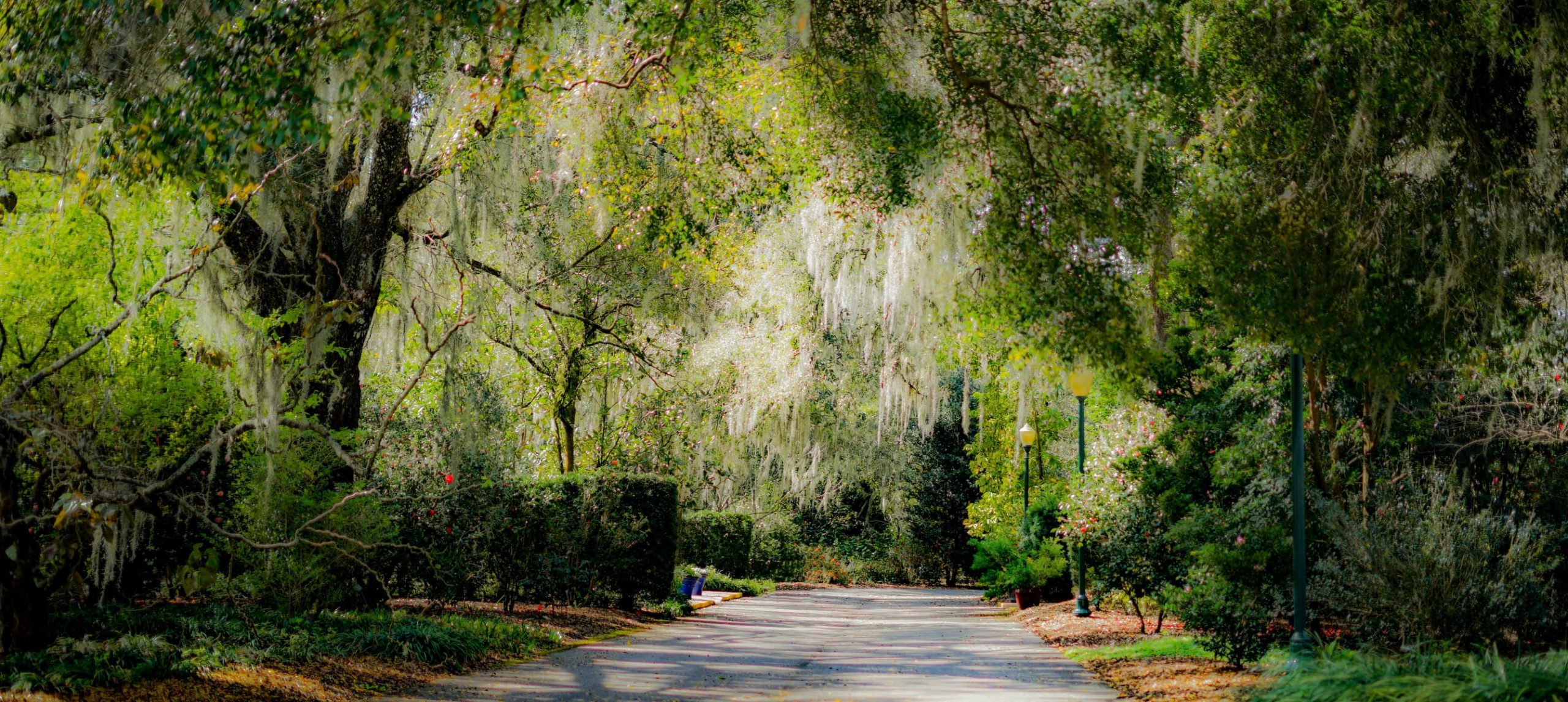 A pathway through a canopy of trees at Leu Gardens in Orlando Florida