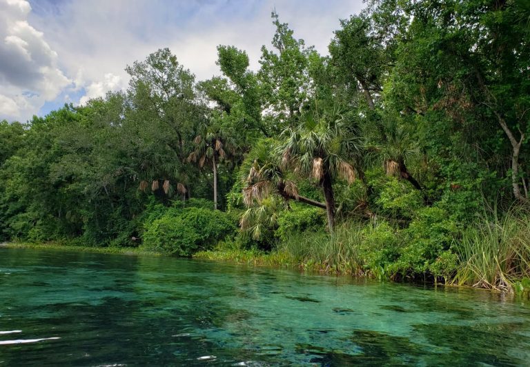 The 9 Best Natural Springs Near Orlando CuddlyNest