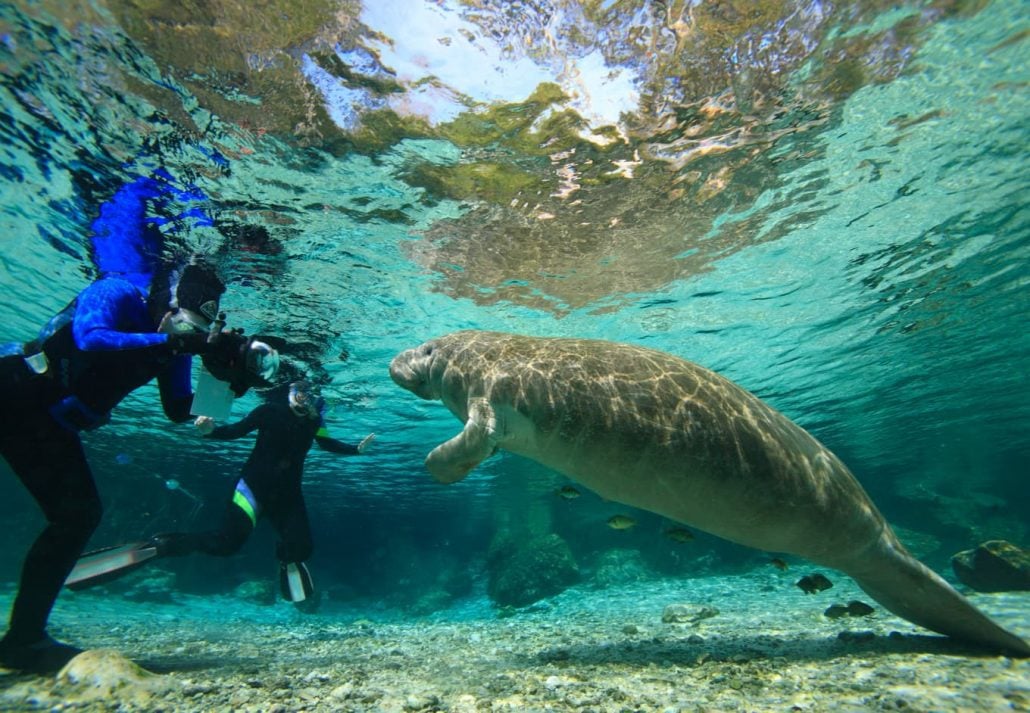Two people facing a manatee while scuba diving