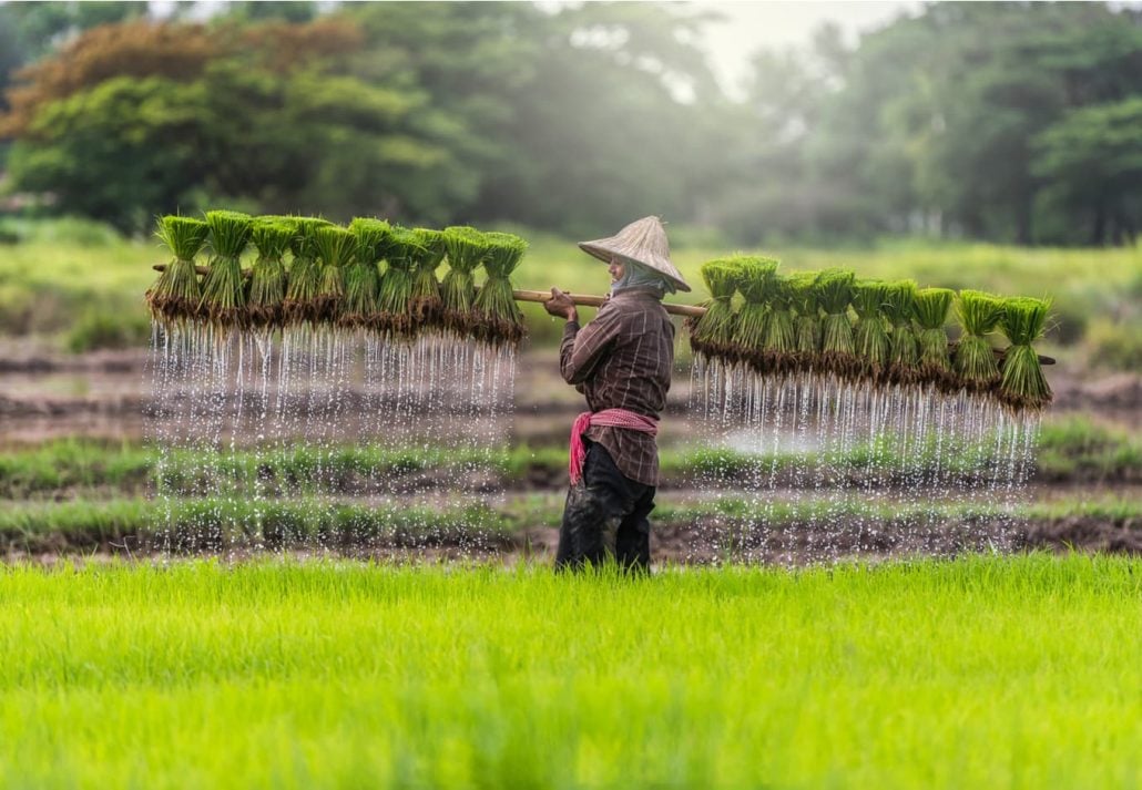 Cambodian working in a lush rice field in Cambodia.