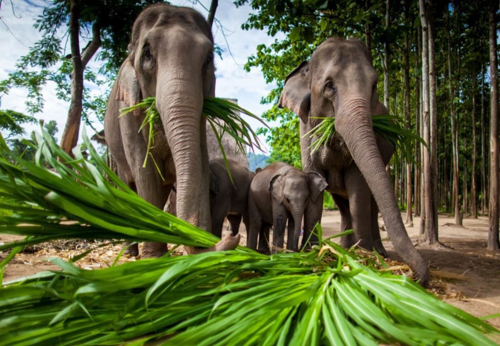 Elephant camp, Chiang Mai