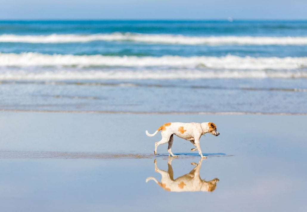 Dog walking on a beach.