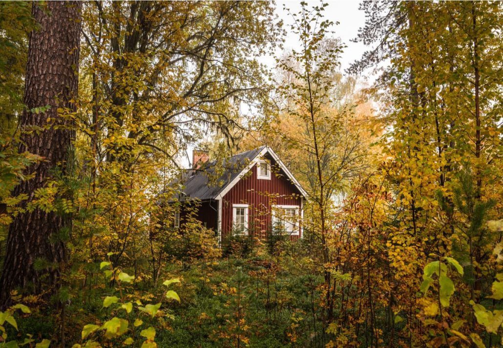 Forest cabin in the woods.