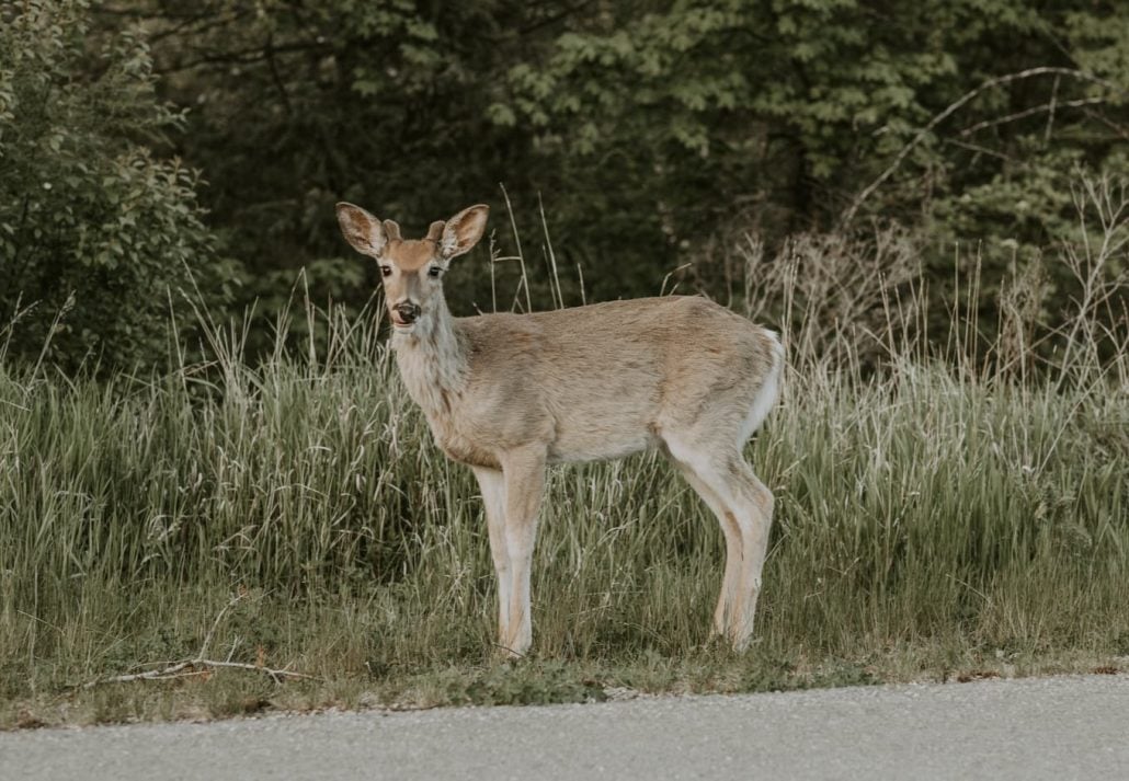 A deer spotted in the Flathead National Forest, Montana, USA.