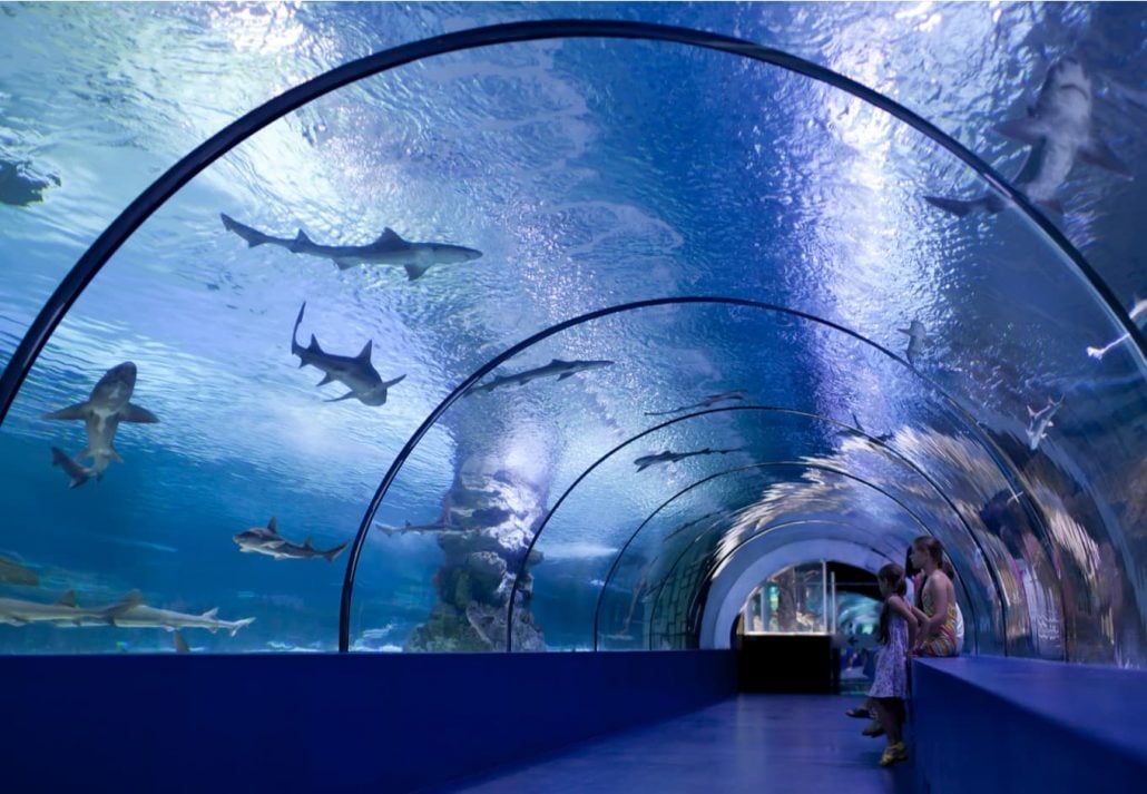  shark tank in Antalya Aquarium 
