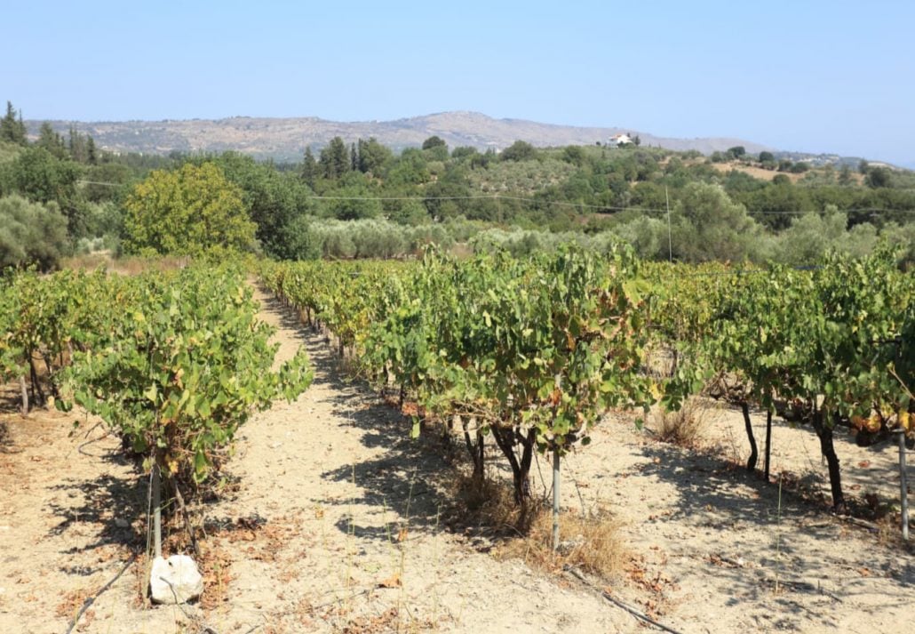 A vineyard in Crete