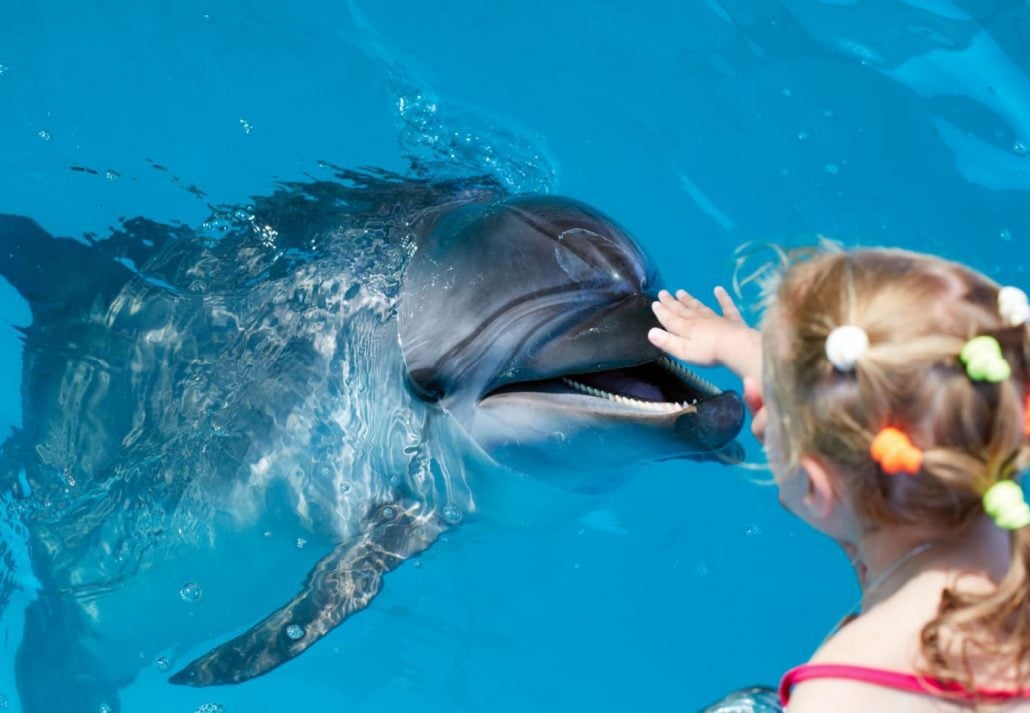 Dolphin encounter at an aquarium