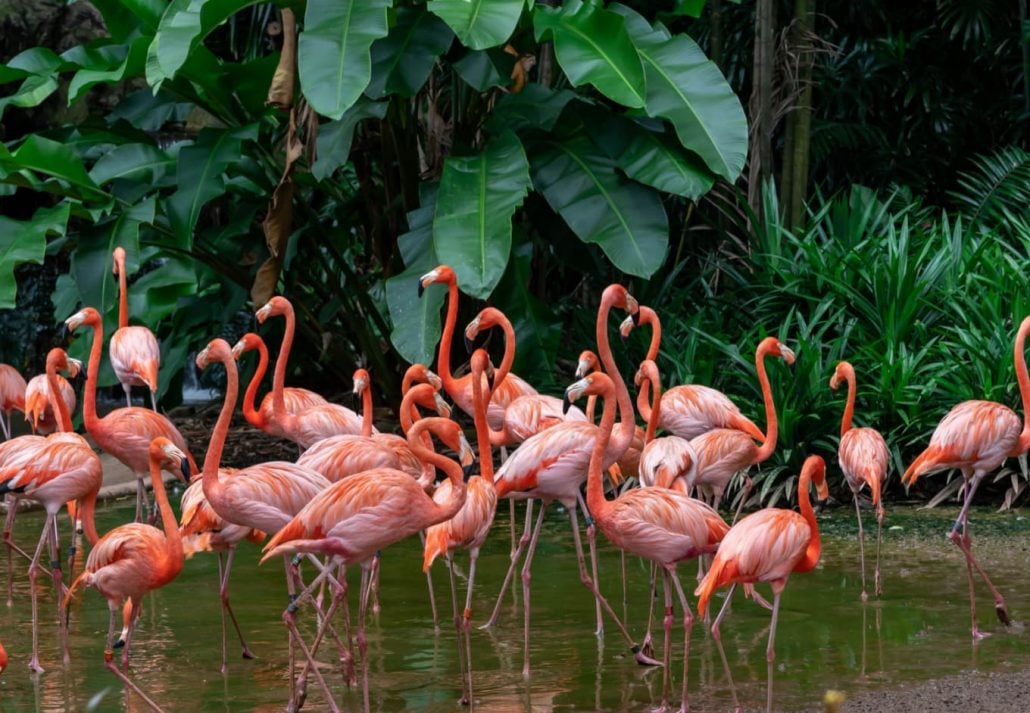 Flamingo's in the Jurong Bird Park, Singapore.