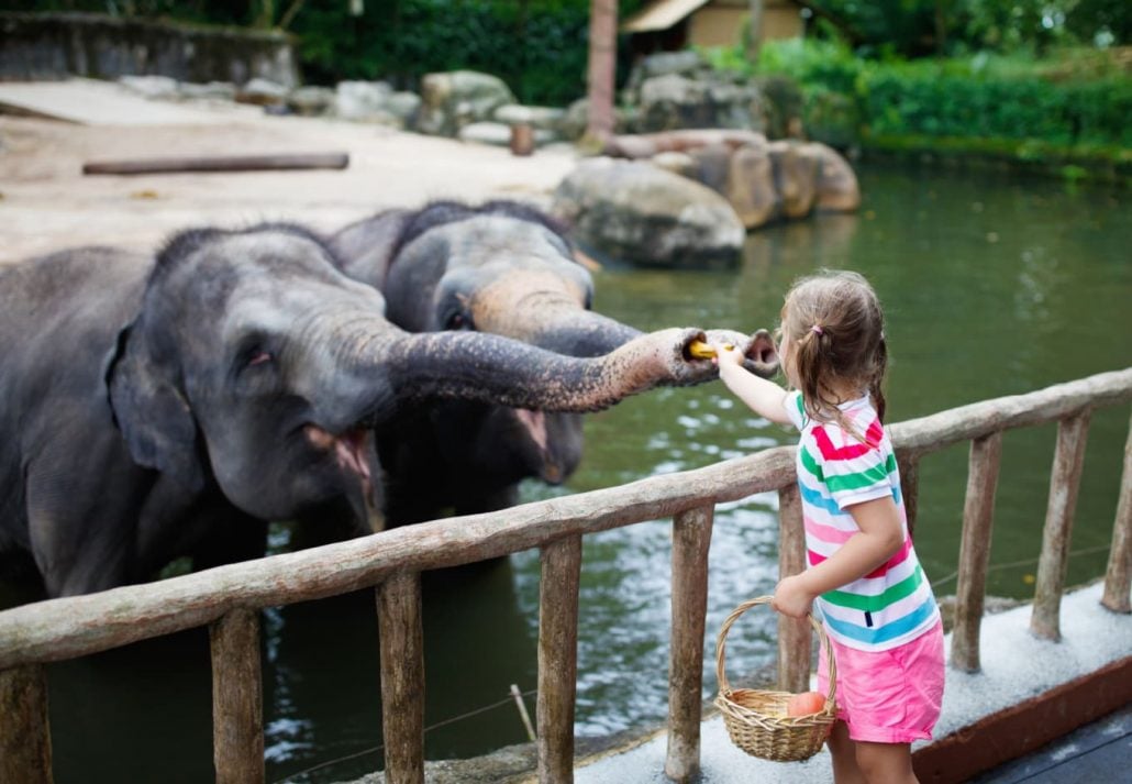Little girl feeding elephan at the Singapore Zoo, Singapore.