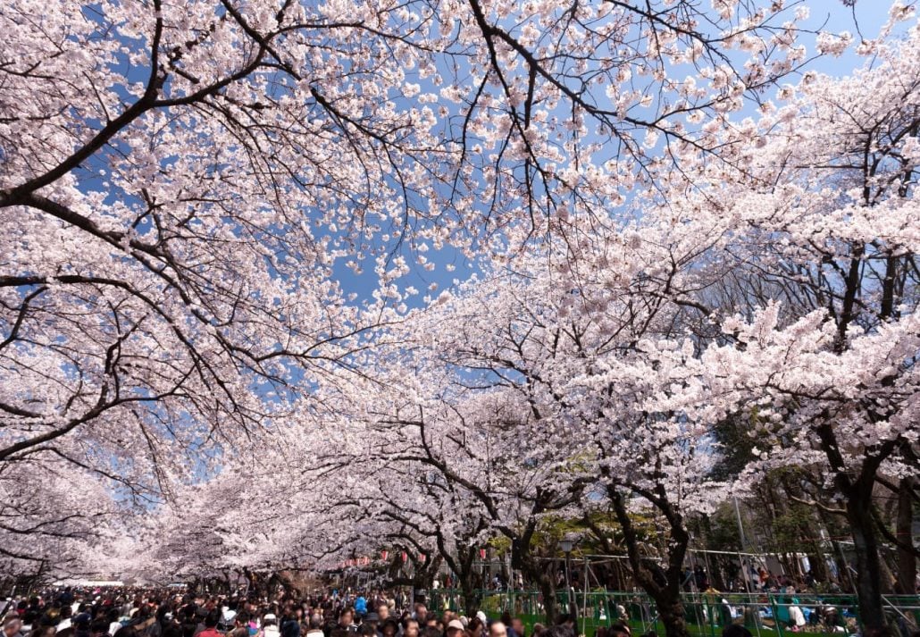 Tokyo cherry blossoms ueno park