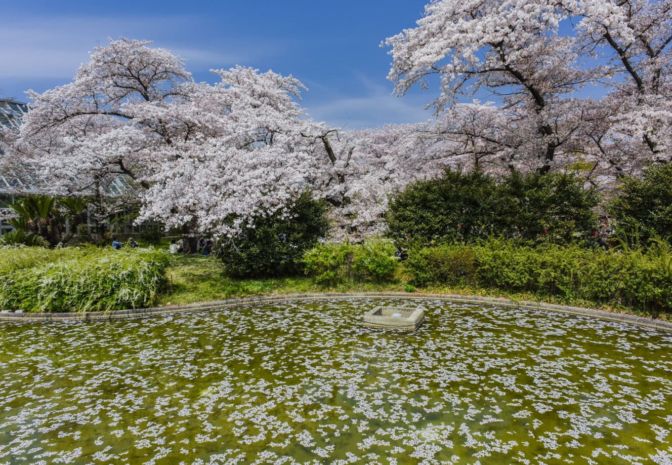 10 Best Places To See Cherry Blossoms in Kyoto CuddlyNest