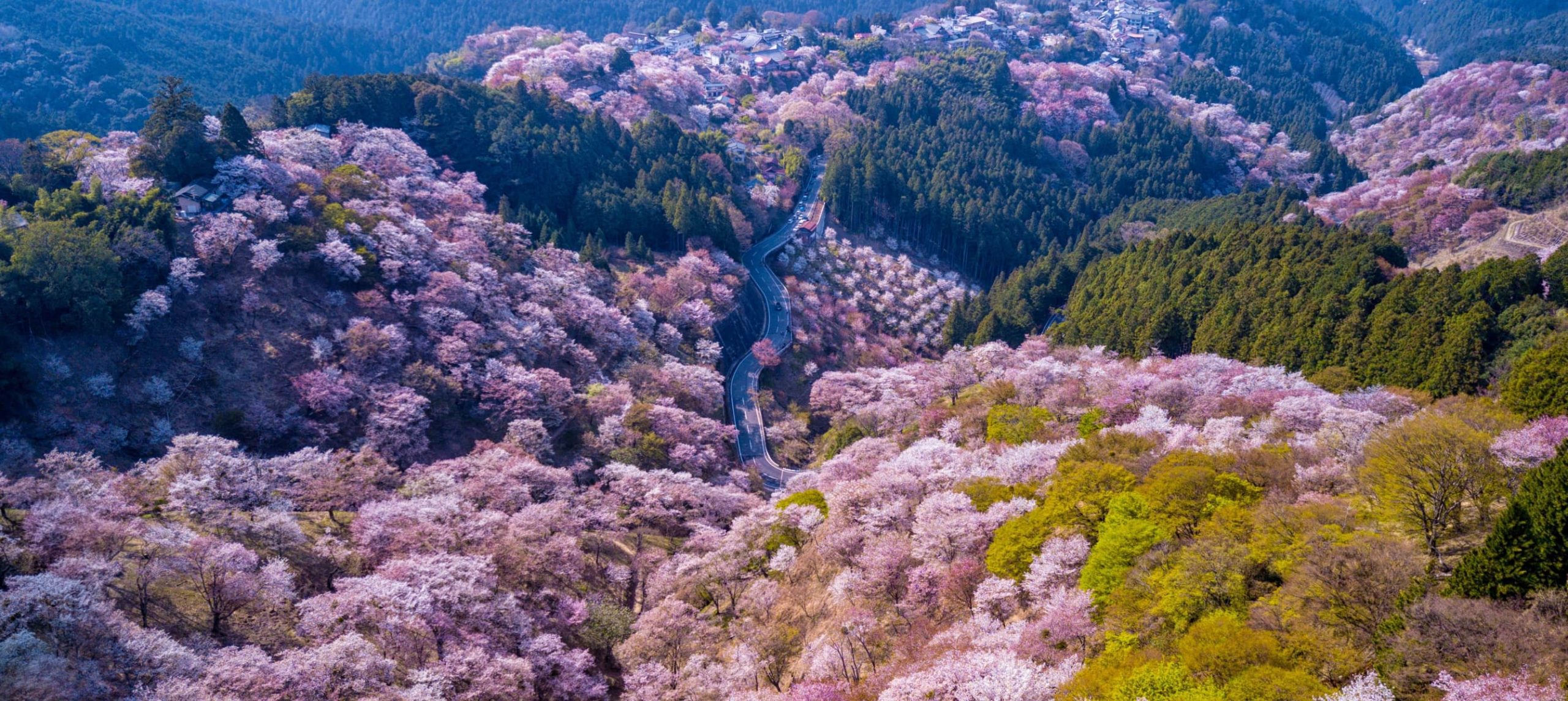 The 6 Best Places to See Cherry Blossoms in Nara, Japan