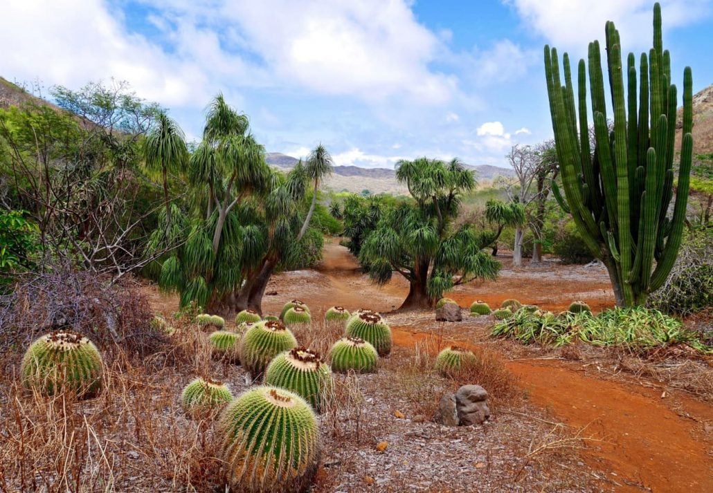 Plants at the Honolulu Botanical Garden