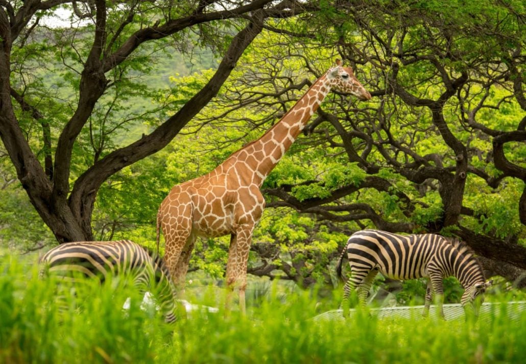 Animals at the Honolulu Zoo