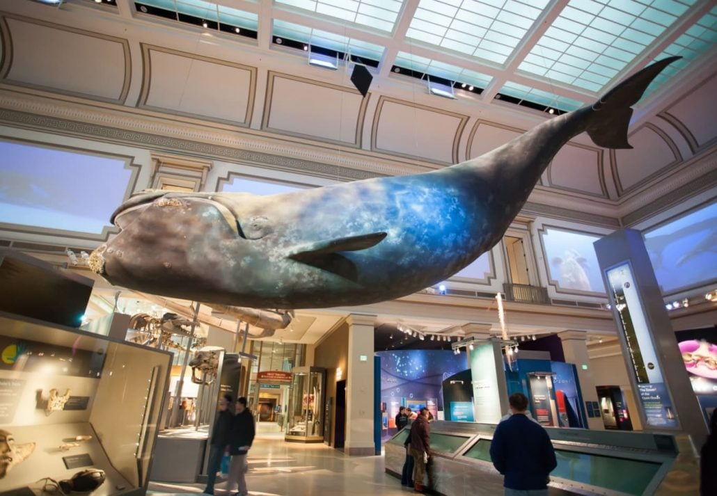 a whale model at Smithsonian National Museum of Natural History