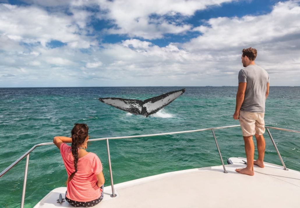 A couple whale watching in a catamaran.