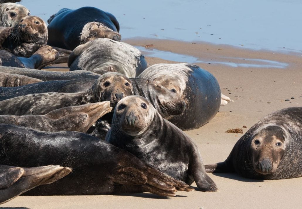 seals on the beach 