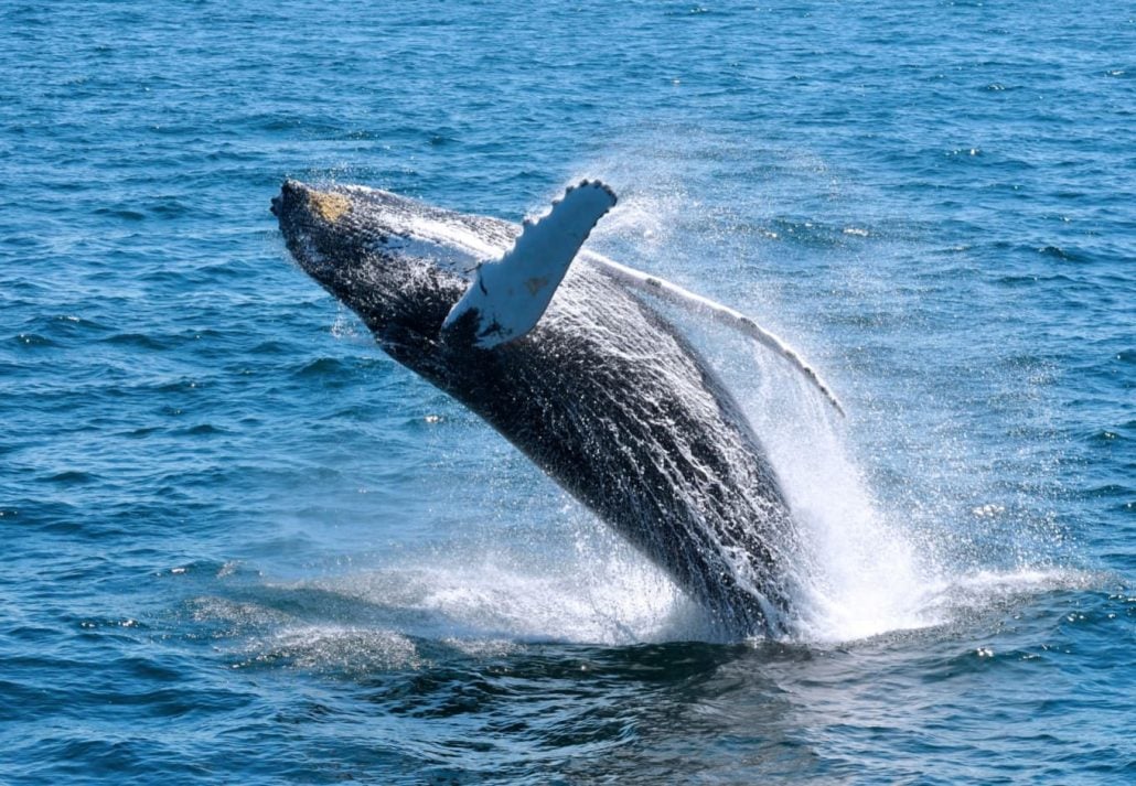 a whale near Cape Cod