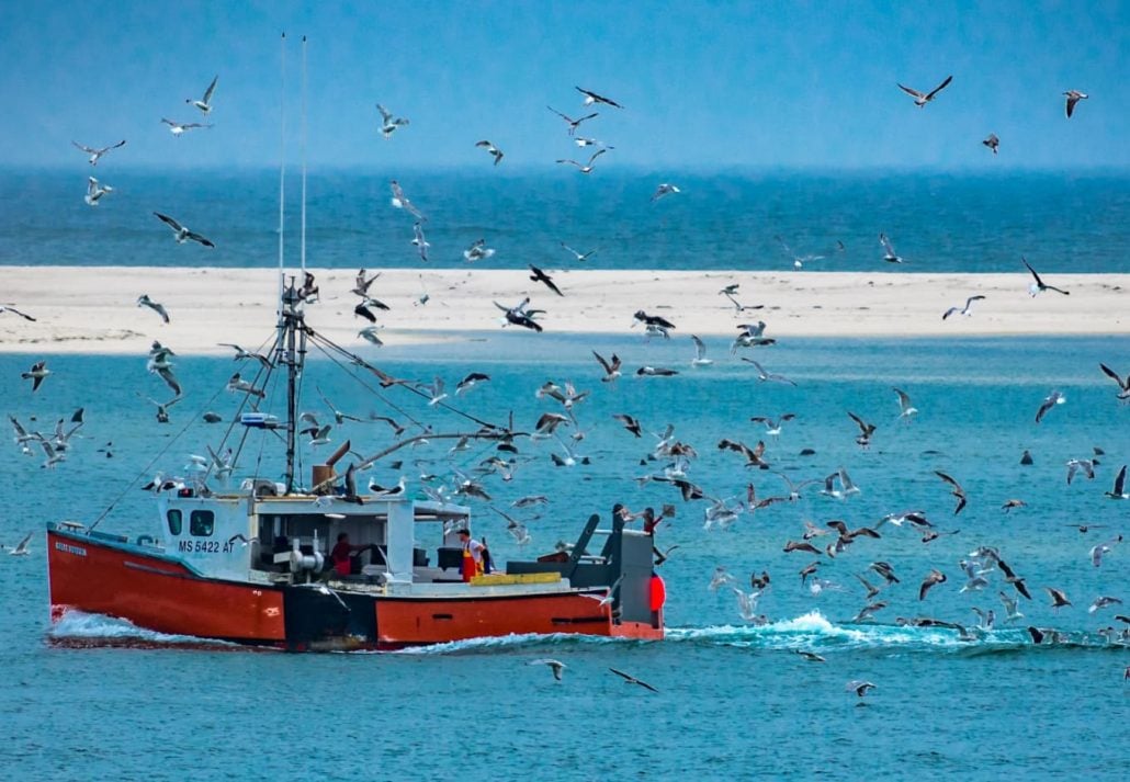 a fishing boat near Cape Cod surrounded by birds