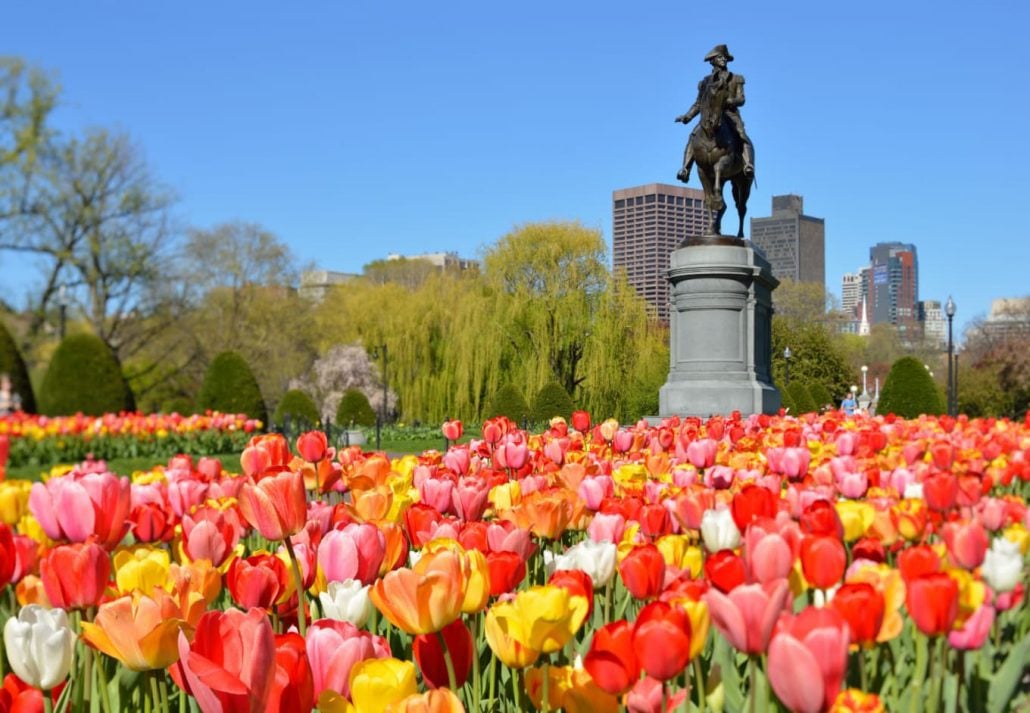 a statue surrounded by tulips at Boston Public Garden