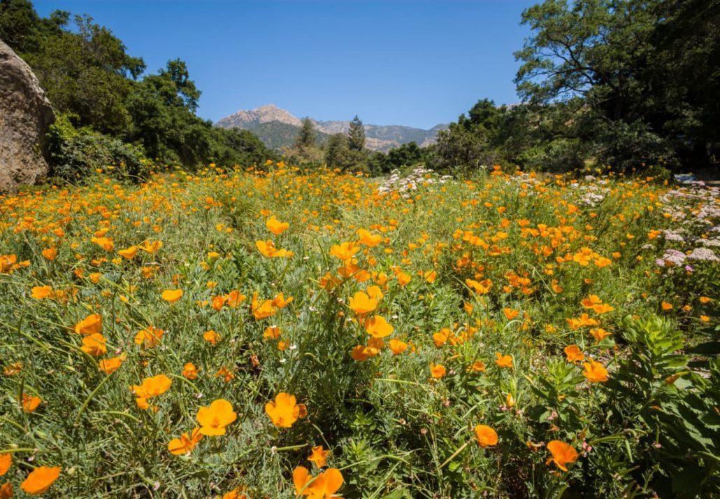 Santa Barbara Botanic Garden