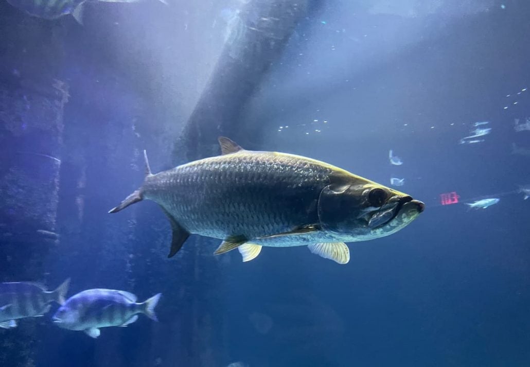 Fish swimming at Virginia Beach Aquarium, Virginia Beach, VA.